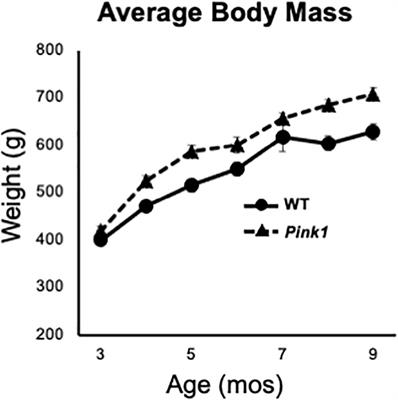 Spontaneous Object Exploration in a Recessive Gene Knockout Model of Parkinson’s Disease: Development and Progression of Object Recognition Memory Deficits in Male Pink1–/– Rats